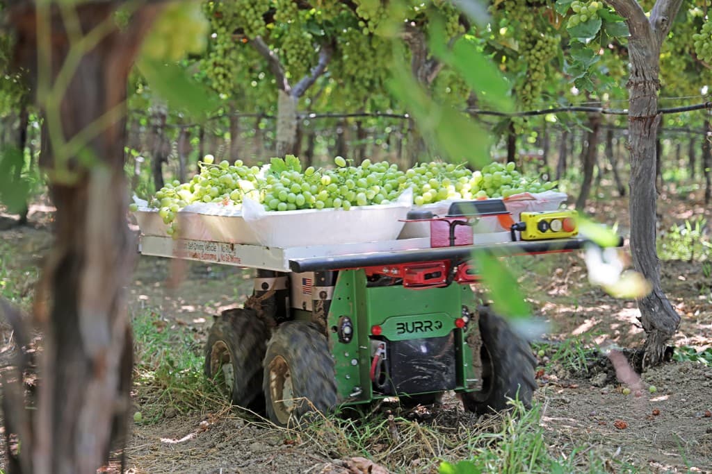 Farm logistics robot carrying grape harvest crates through vineyard rows